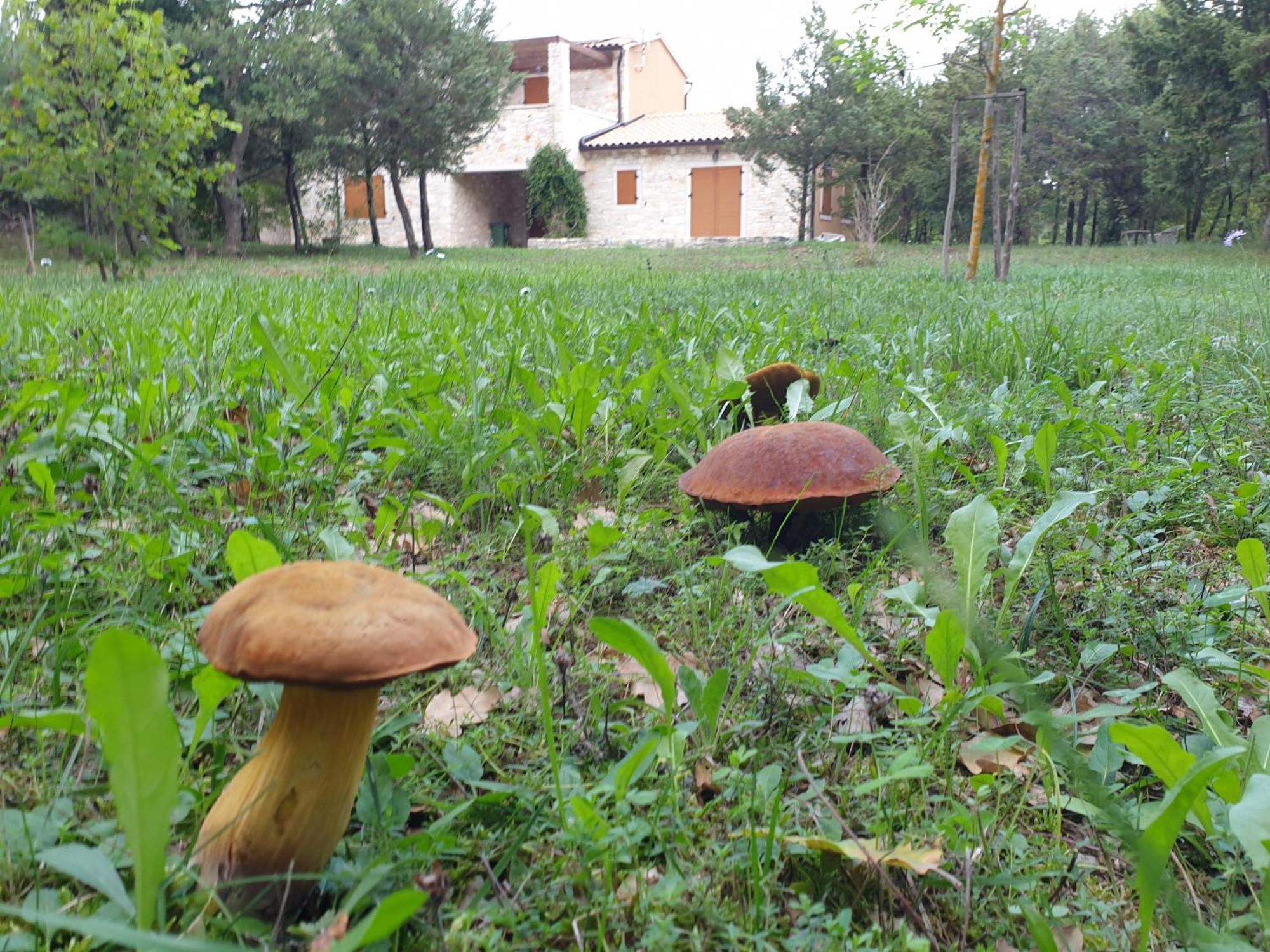 Villa Valeria Divsici ภายนอก รูปภาพ
